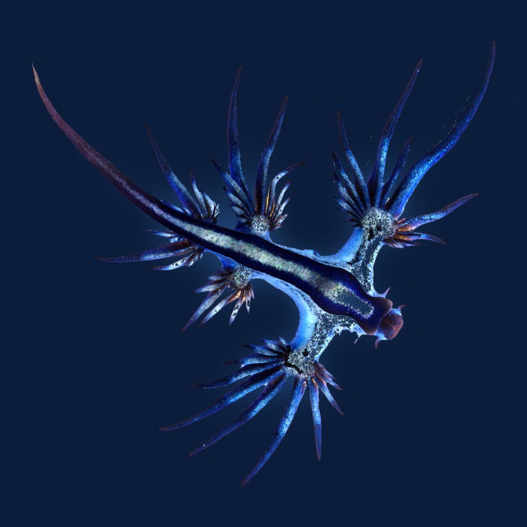 Glaucus atlanticus